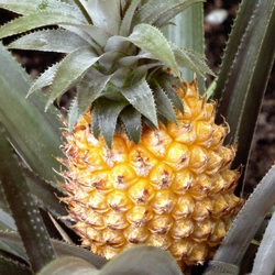 Пазл: Ананас