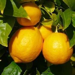 Пазл: Лимоны