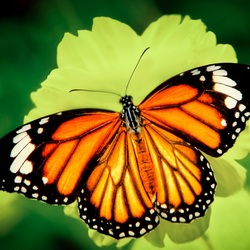 Пазл: Данаида хризипп (Danaus chrysippus)