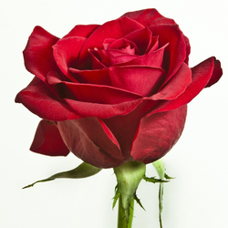 Пазл: Богиня