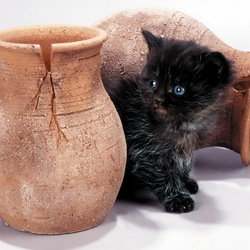 Пазл: И это тоже я разбил?