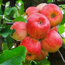 Пазл: Яблоки