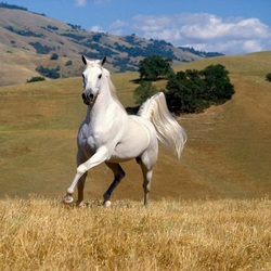 Пазл: Скакун