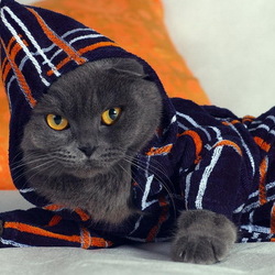 Пазл: Кот в халате