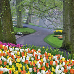 Пазл: Королевский парк цветов Кёкенхоф
