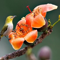 Пазл: Птичка-невеличка