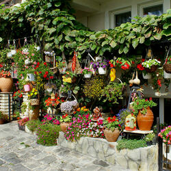 Пазл: Цветы у дома