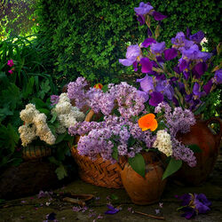 Пазл: Весна в саду