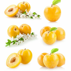 Пазл: Фруктовый коллаж