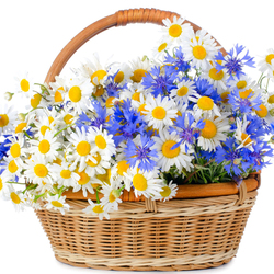 Пазл: Полевые цветы