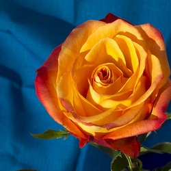 Пазл: Контраст