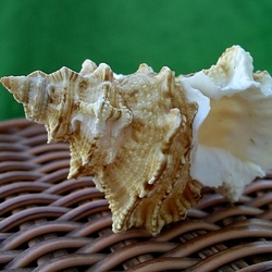 Пазл: Сувенир со дна моря