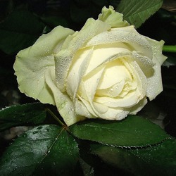 Пазл: Белая роза