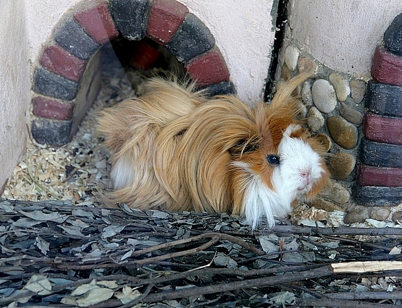 Пазл «Морская длинношерстная свинка» из 130 элементов | Собрать онлайн ...