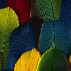 Пазл: Перья