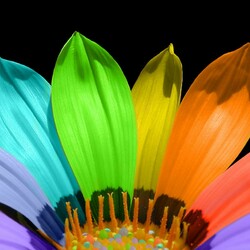 Пазл: Цветок