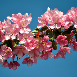 Пазл: Весна пришла