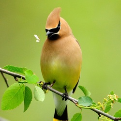 Пазл: Свиристель