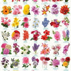 Пазл: Язык цветов