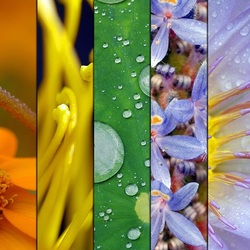 Пазл: Каждый охотник желает знать, где сидит фазан