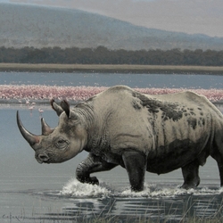 Пазл: Носорог