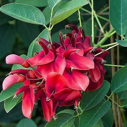 Пазл: Южный кустовой цветок