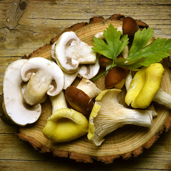 Пазл: Грибочки