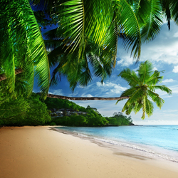 Пазл: В тени пальм