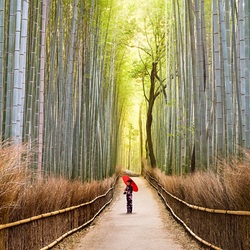 Пазл: Поющий лес