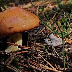 Пазл: Маслёнок