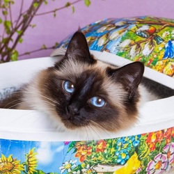 Пазл: Шкатулка