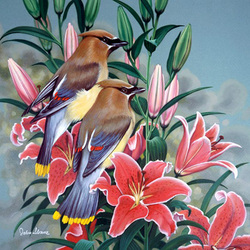 Пазл: Кедровая свиристель