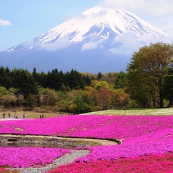 Пазл: Японские поля с цветущей шиба-закура