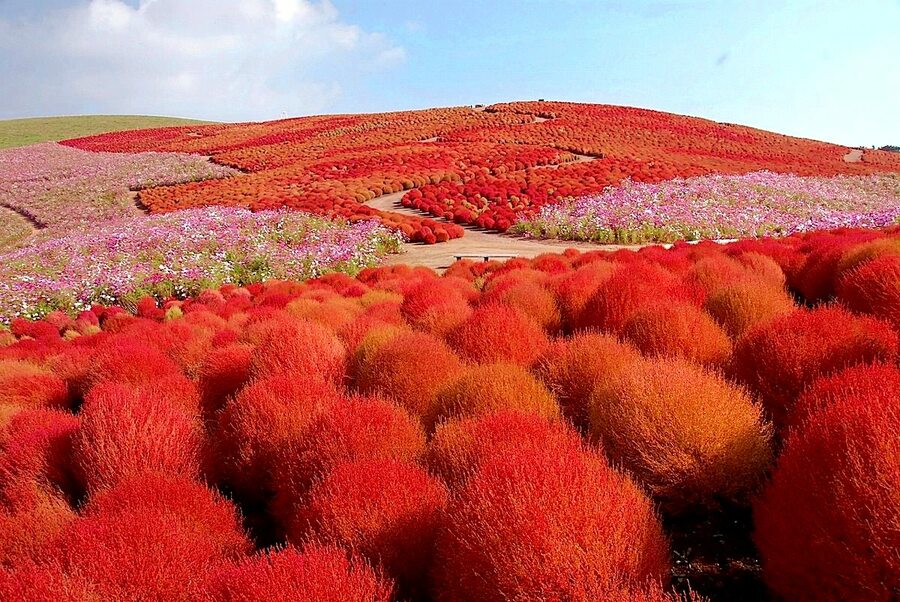 Kochia californica в пустыне