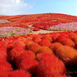 Пазл: Кохия