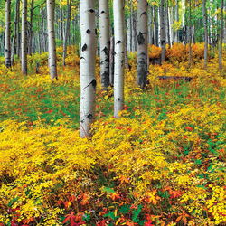 Пазл: Березовая роща