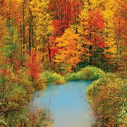 Пазл: Золото осени