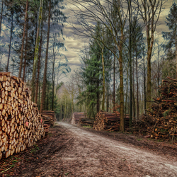 Пазл: Вырубка леса