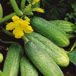 Пазл:  Огурчики