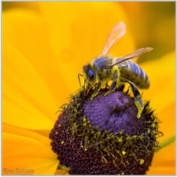 Пазл: Пчелка
