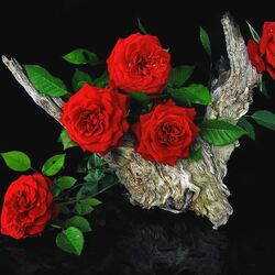 Пазл: Красные розы