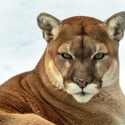 Пазл: Сила и красота