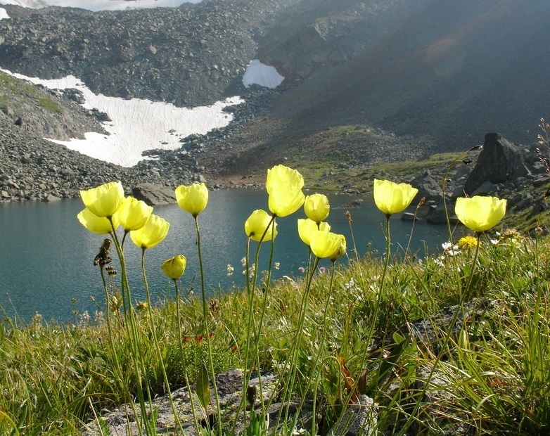 Альпийский мак фото