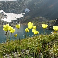 Пазл: Альпийские маки