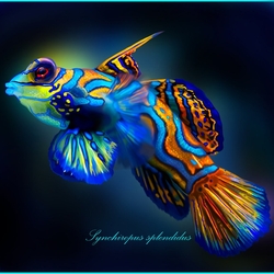 Пазл: Радужная рыбка