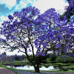 Пазл: Дерево, приносящее удачу