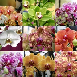 Пазл: Орхидейная радуга