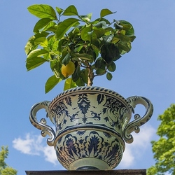 Пазл: Лимонное деревце