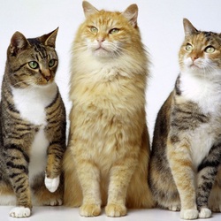 Пазл: Друзья