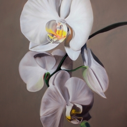 Пазл: Изящная орхидея